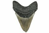 Fossil Megalodon Tooth - North Carolina #358921-2